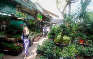 Hong Kong Flower Market Landscape