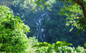 taroko Gorge Waterfall Through Trees